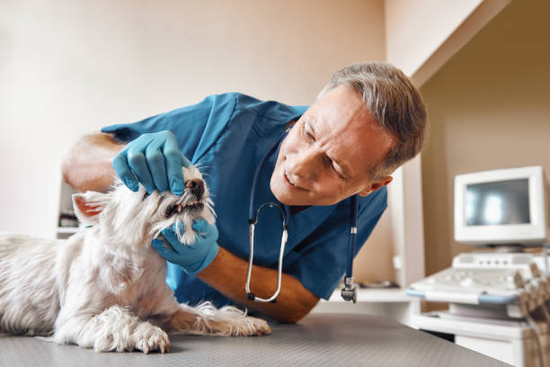 Best 24-Hour Emergency Dental Care in Mayfair, CA
